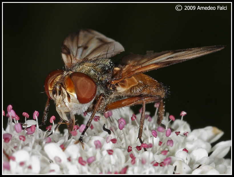 Dalla Sicilia Ectophasia crassipennis (?) da confermare