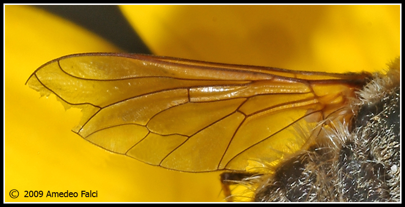 Dalla Sicilia Bombyliidae del genere Conophorus