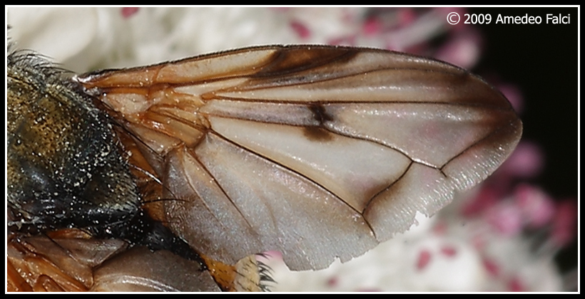 Dalla Sicilia Ectophasia crassipennis (?) da confermare