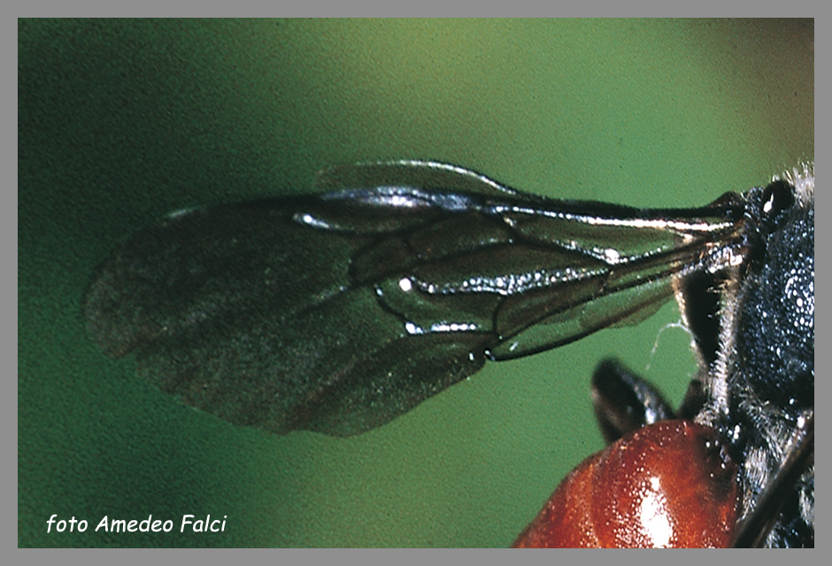 Psudocopulazione di imenottero su Ophrys incubacea.