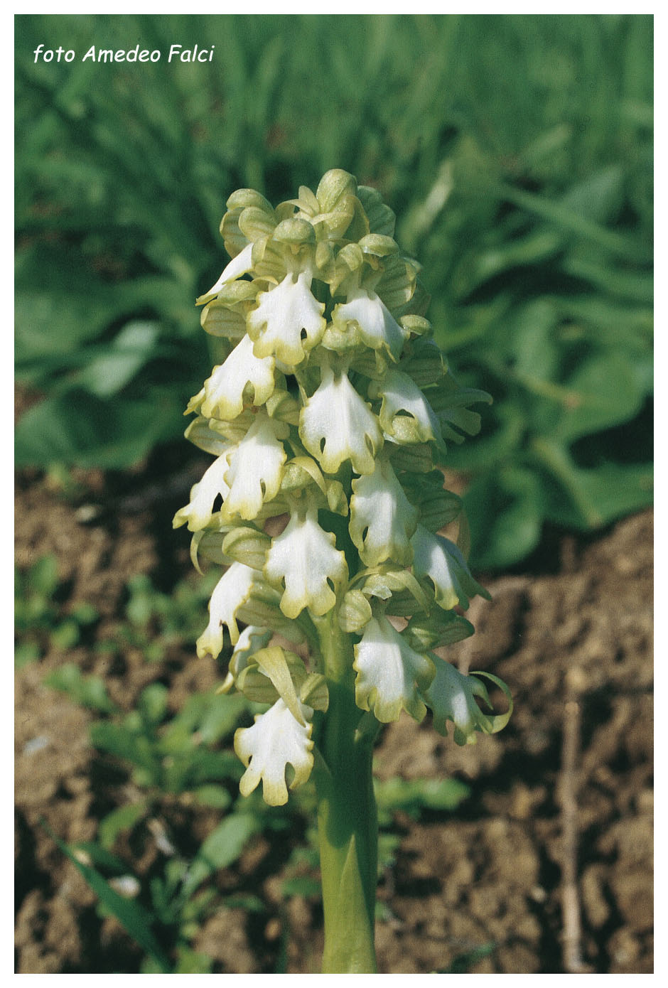 Barlia robertiana bianca 