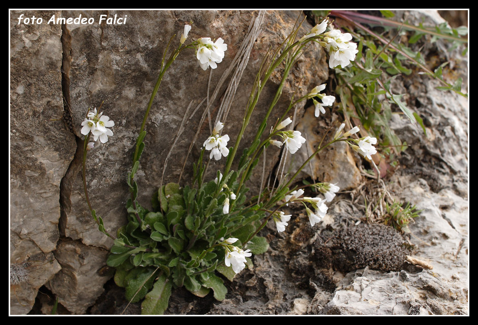 Arabis delle Madonie  - Arabis collina Ten.