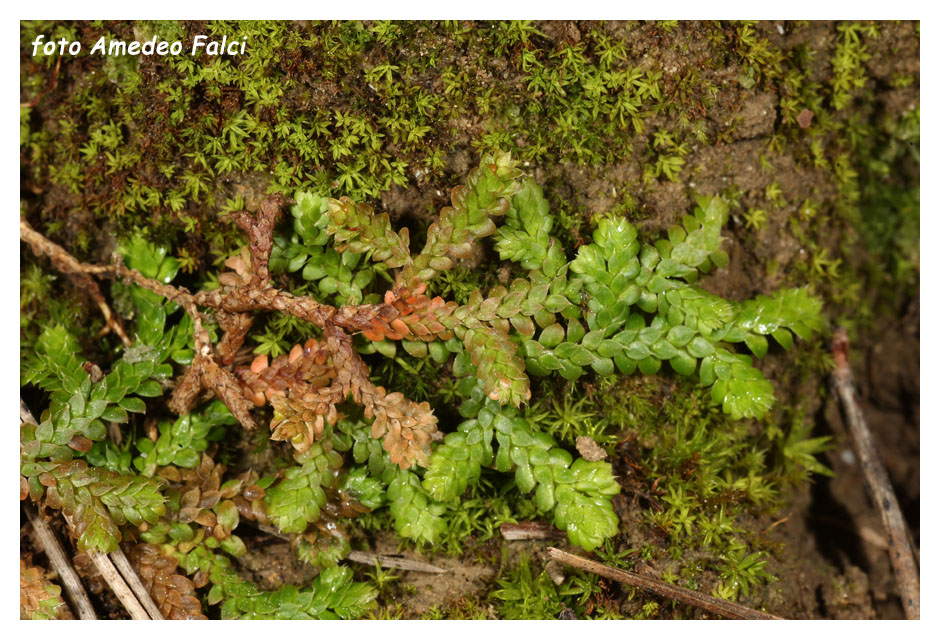 Selaginella denticulata / Selaginella denticolata