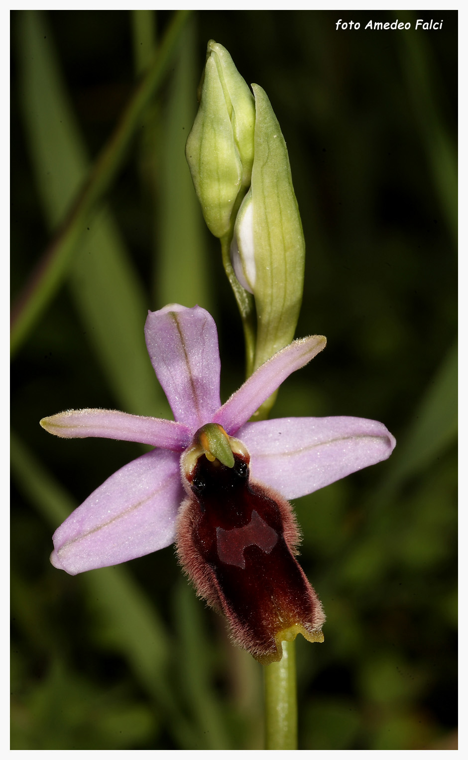 Ophrys lunulata  in fioritura