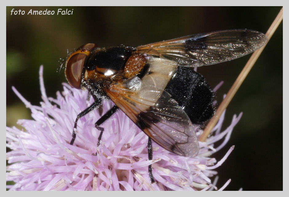Volucella pellucens (Syrphidae)  ripreso in Sila (CS).