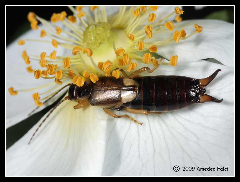 Dermaptera dalla Sicilia: femmina di Forficula auricularia