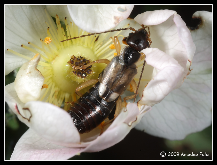 Dermaptera dalla Sicilia: femmina di Forficula auricularia