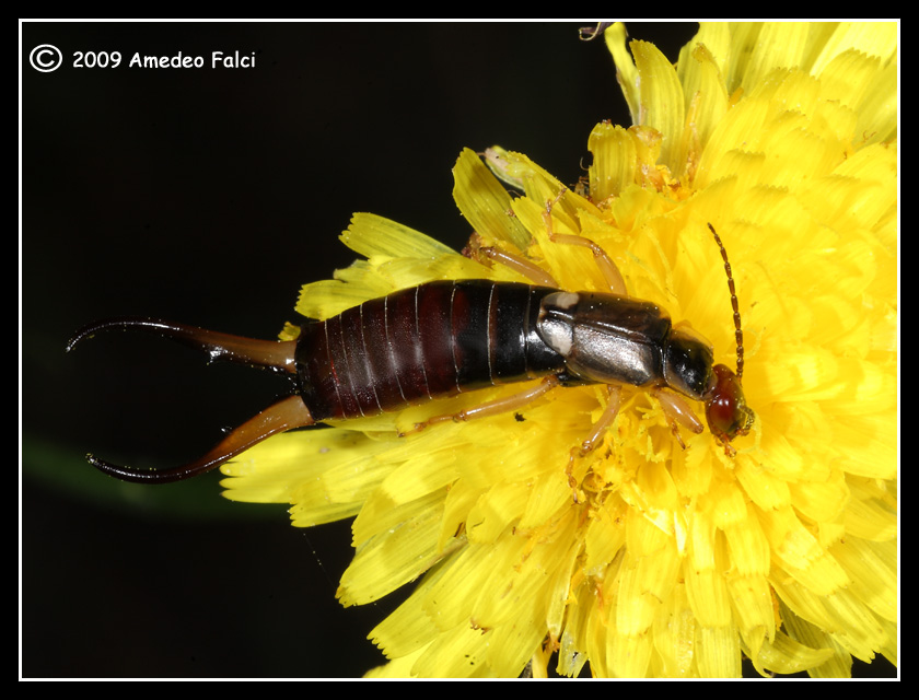 Dalla Sicilia:Forficula auricularia maschio forma macrolabia