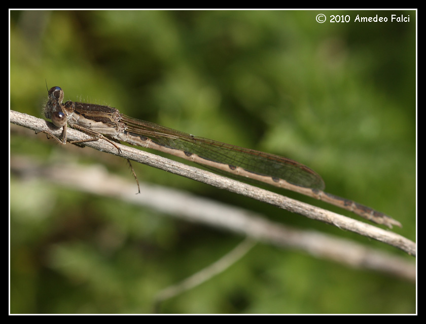 Sympecma fusca da confermare.