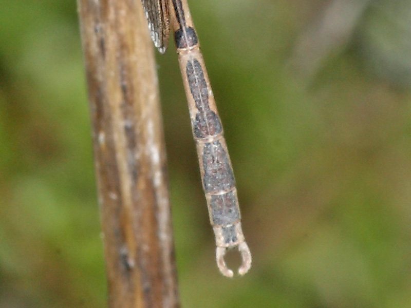 Sympecma fusca da confermare.