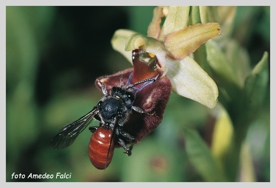 Psudocopulazione di imenottero su Ophrys incubacea.