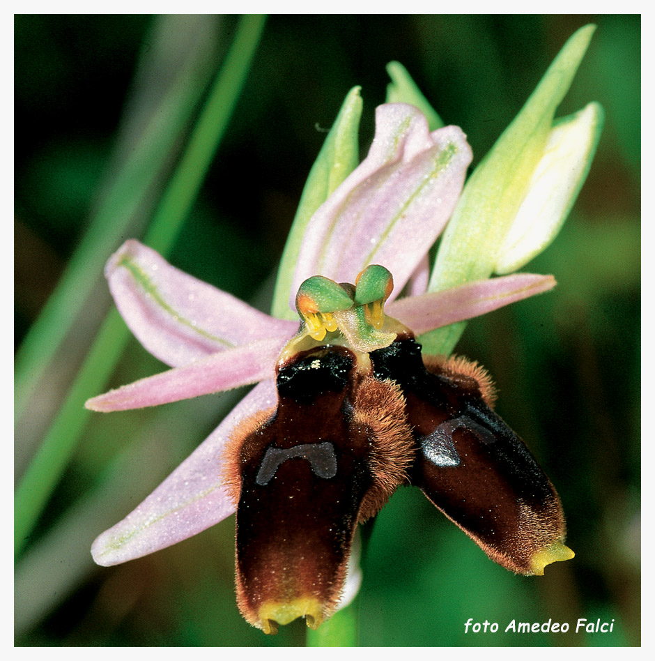 Lusus di Ophrys lunulata.