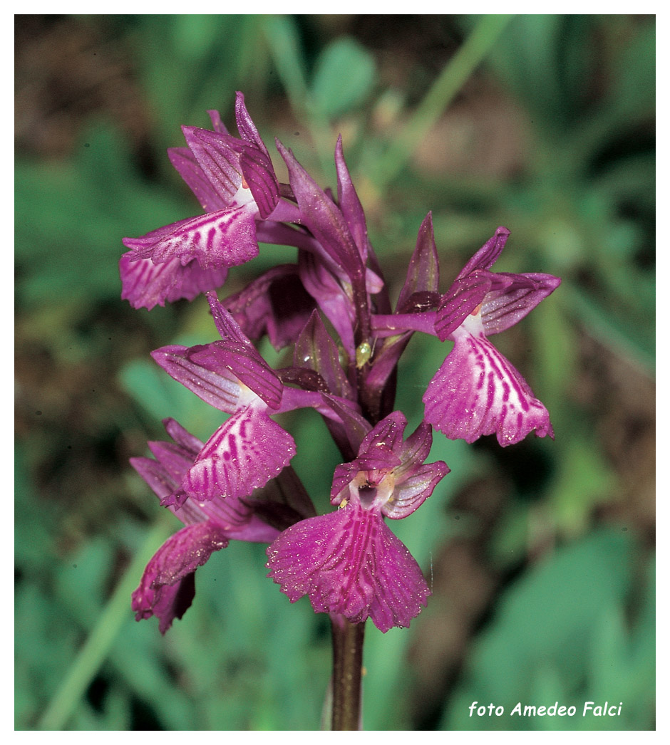 Orchis x bornemannii