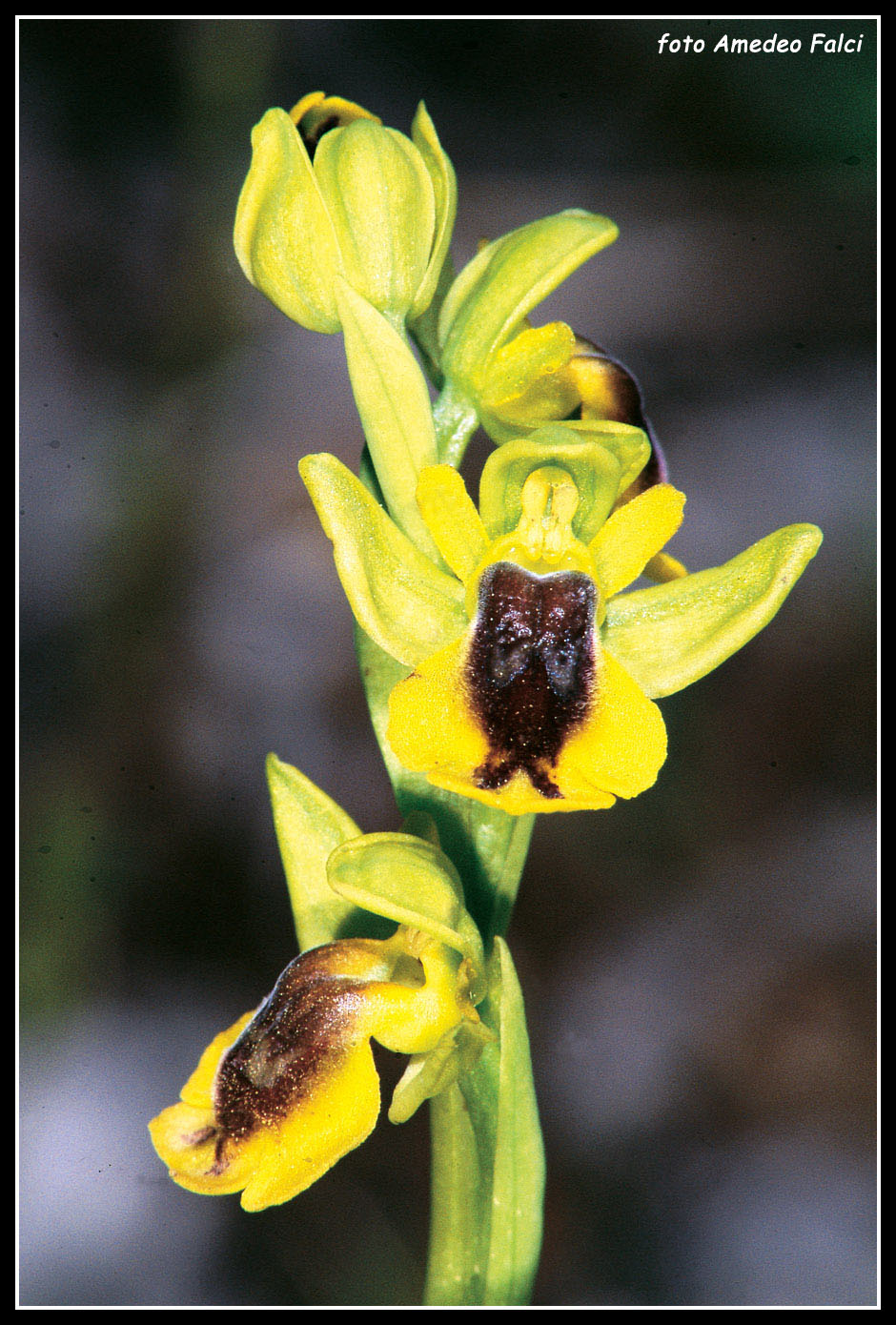 Ophrys phryganae vs. O. sicula ... a Monte Pellegrino (PA)