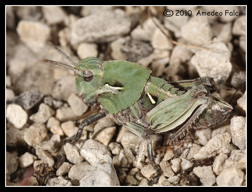 Pamphagidae siciliano: ninfa di Ocneridia nigropunctata