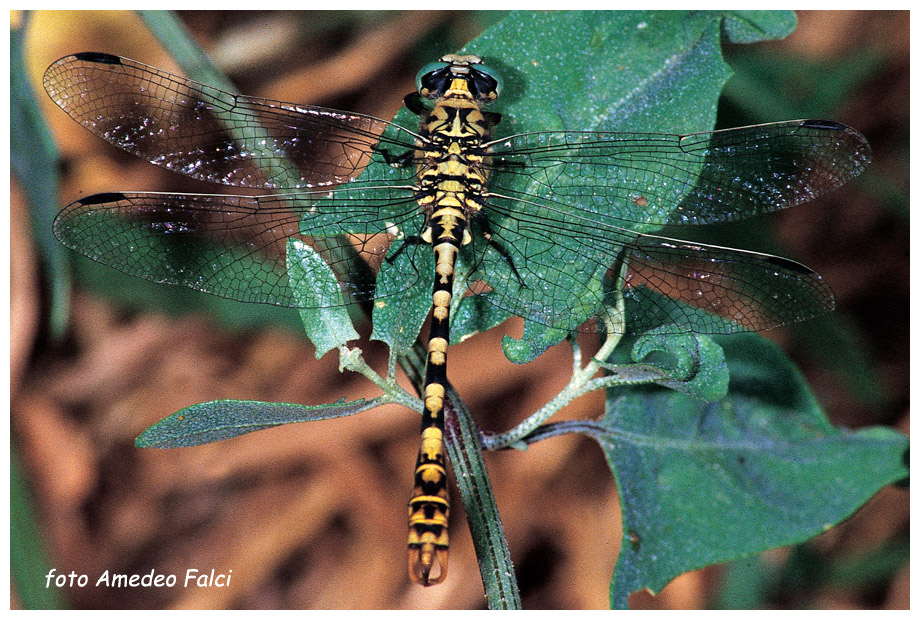 Onychogomphus siciliano: O. forcipatus forcipatus