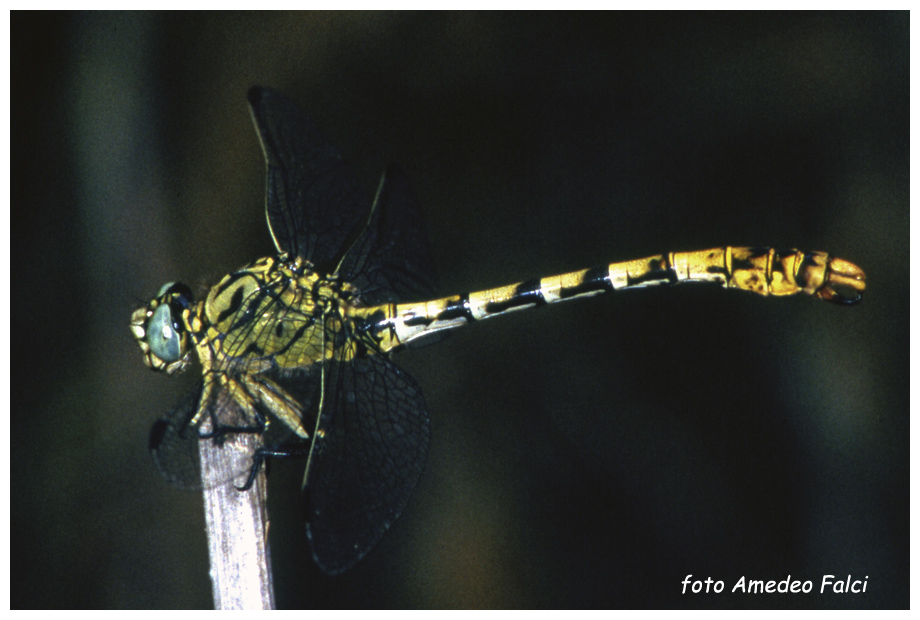 Onychogomphus siciliano: O. forcipatus forcipatus