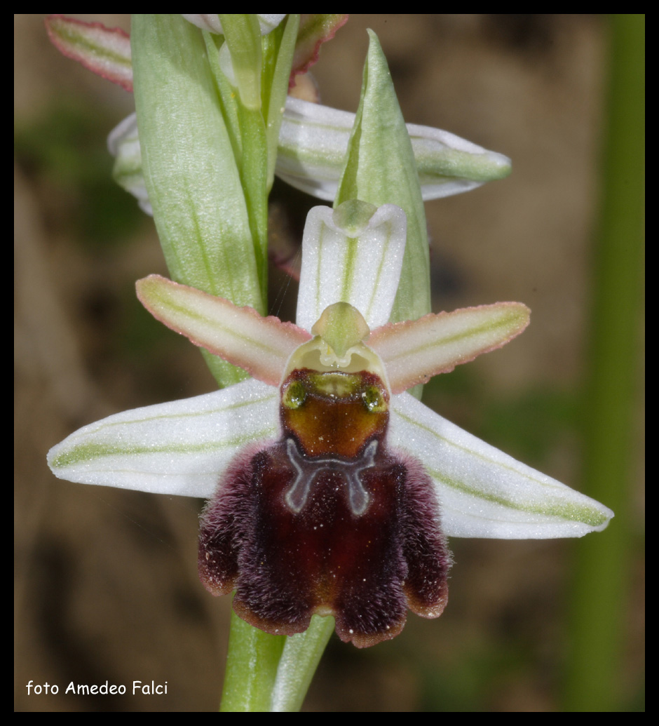 Ophrys sphegodes subsp. sphegodes