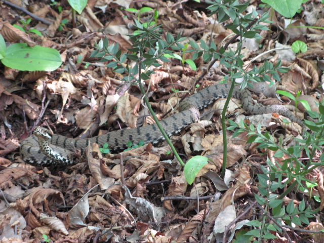 Vipera aspis