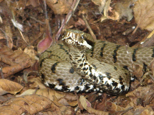 Vipera aspis