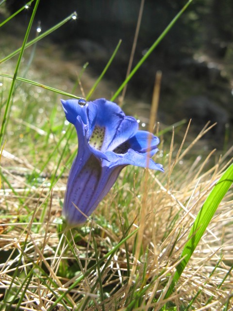 Gentiana acaulis L.