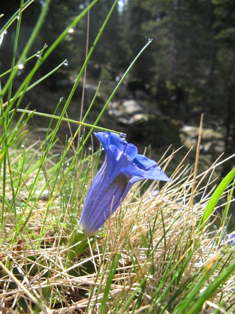 Gentiana acaulis L.