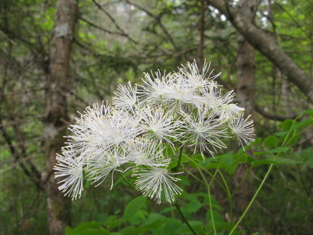 fioriture in Cadore