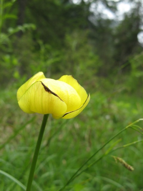 fioriture in Cadore