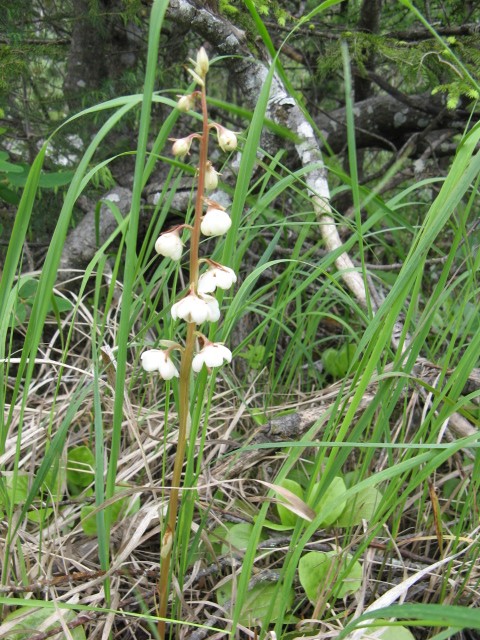 fioriture in Cadore