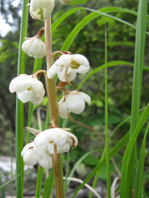 fioriture in Cadore