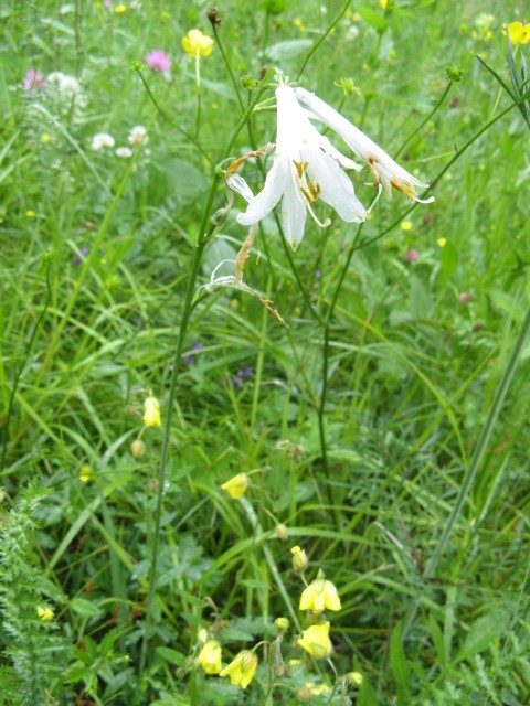 fioriture in Cadore