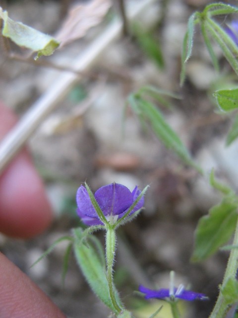 Legousia speculum-veneris / Specchio di Venere comune