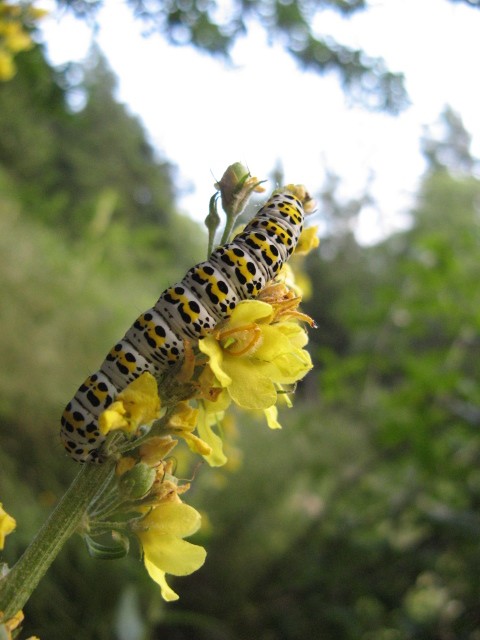 bruco di Cucullia verbasci