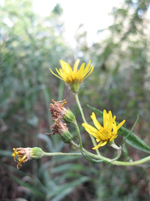 Jacobaea paludosa (=Senecio paludosus) /Senecio palustre