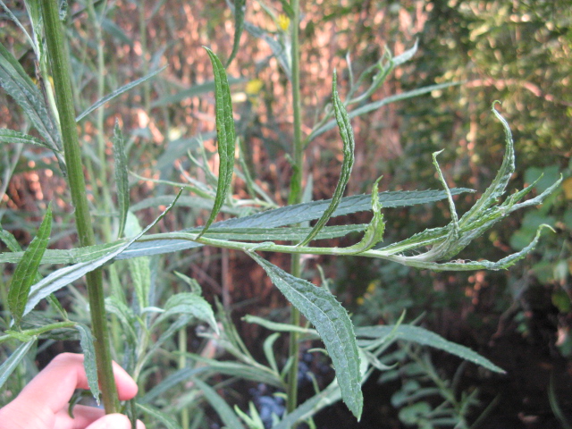 Jacobaea paludosa (=Senecio paludosus) /Senecio palustre