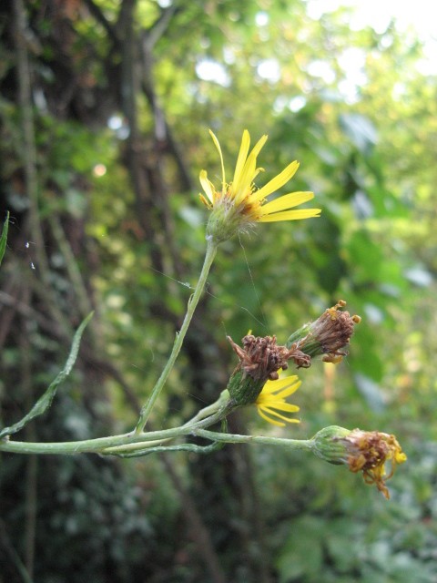 Jacobaea paludosa (=Senecio paludosus) /Senecio palustre