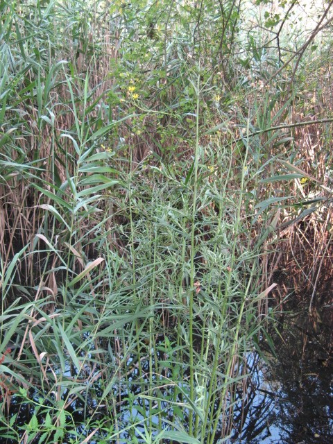 Jacobaea paludosa (=Senecio paludosus) /Senecio palustre