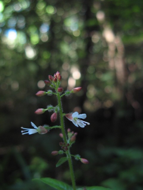 Circaea lutetiana L. / Erba maga comune