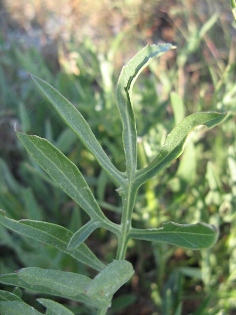 Centaurea?