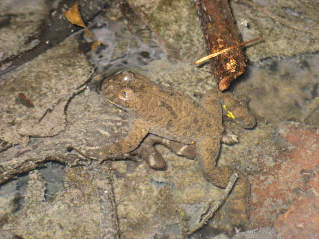 Bombina variegata