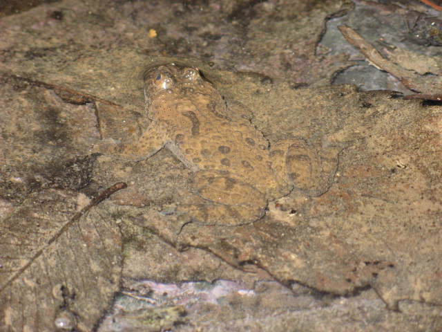 Bombina variegata