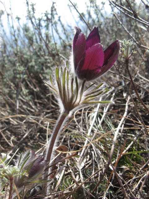 Pulsatilla montana subsp. montana dei Berici