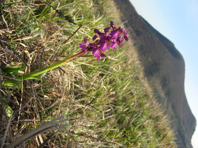 il meglio fiore 2008