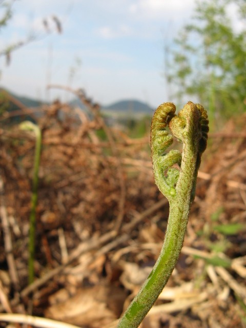 Cfr. Polystichum sp. e Pteridium aquilinum