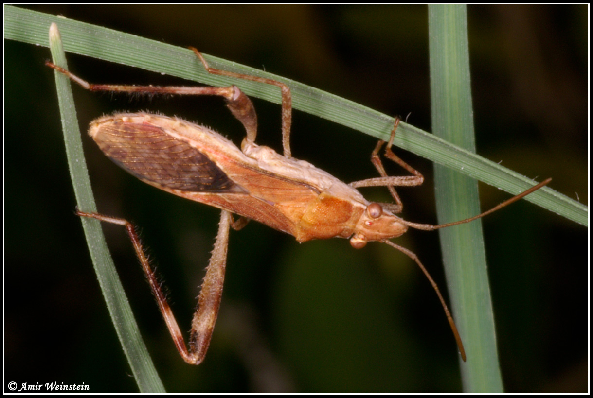 Heteroptera d''Israele: Alydidae nymphs