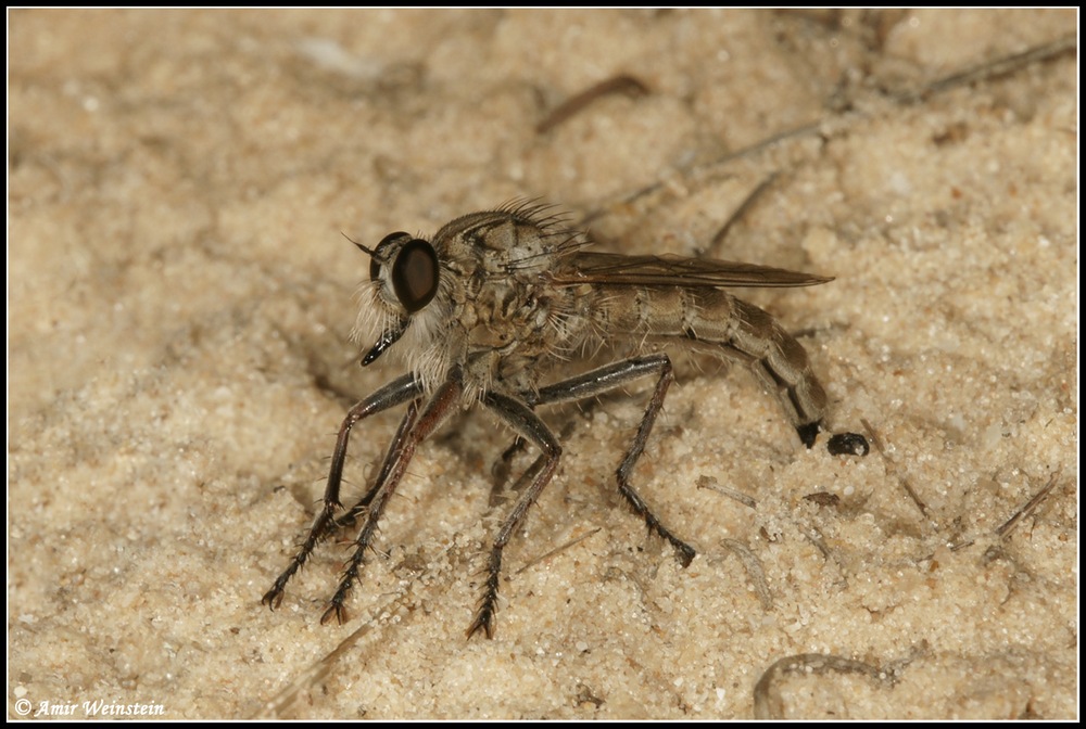 Diptera d''Israele  - Ovipositing Asilidae
