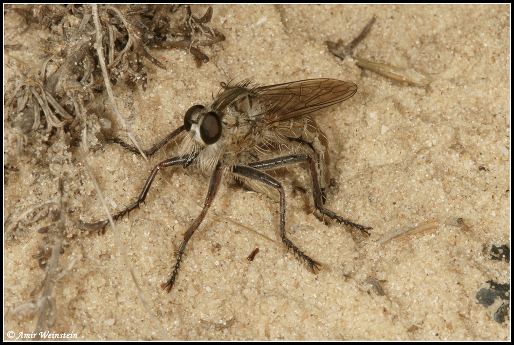 Diptera d''Israele  - Ovipositing Asilidae