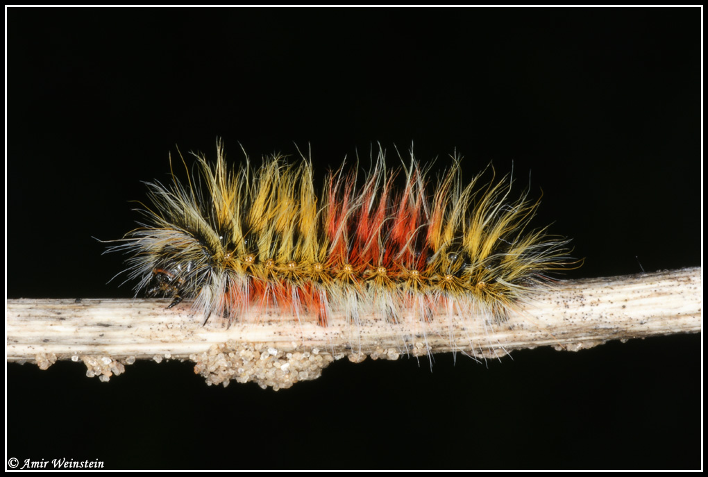 Lepidoptera d''Israele: unknown caterpillar