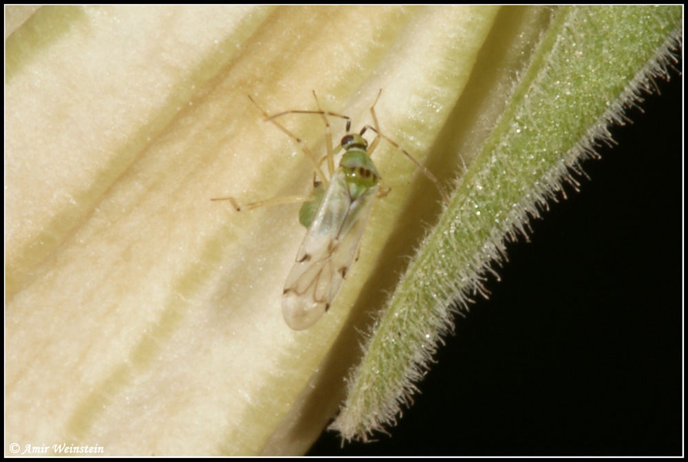 Miridae d'Israele: Nesidiocoris tenuis - more photos , Natura ...