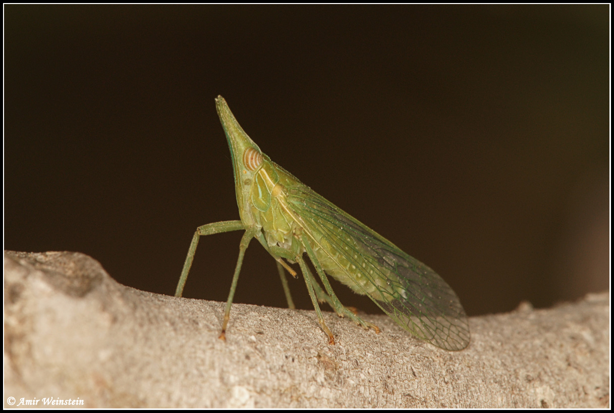 Homoptera  d''Israele: Dictyophara predata da Asilidae